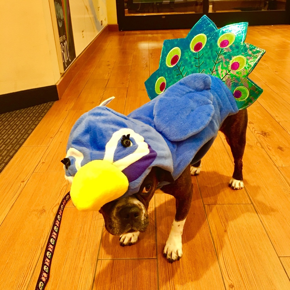 Dog Halloween Peacock Costume!